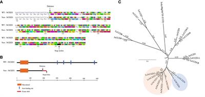 Mild and severe salt stress responses are age-dependently regulated by abscisic acid in tomato